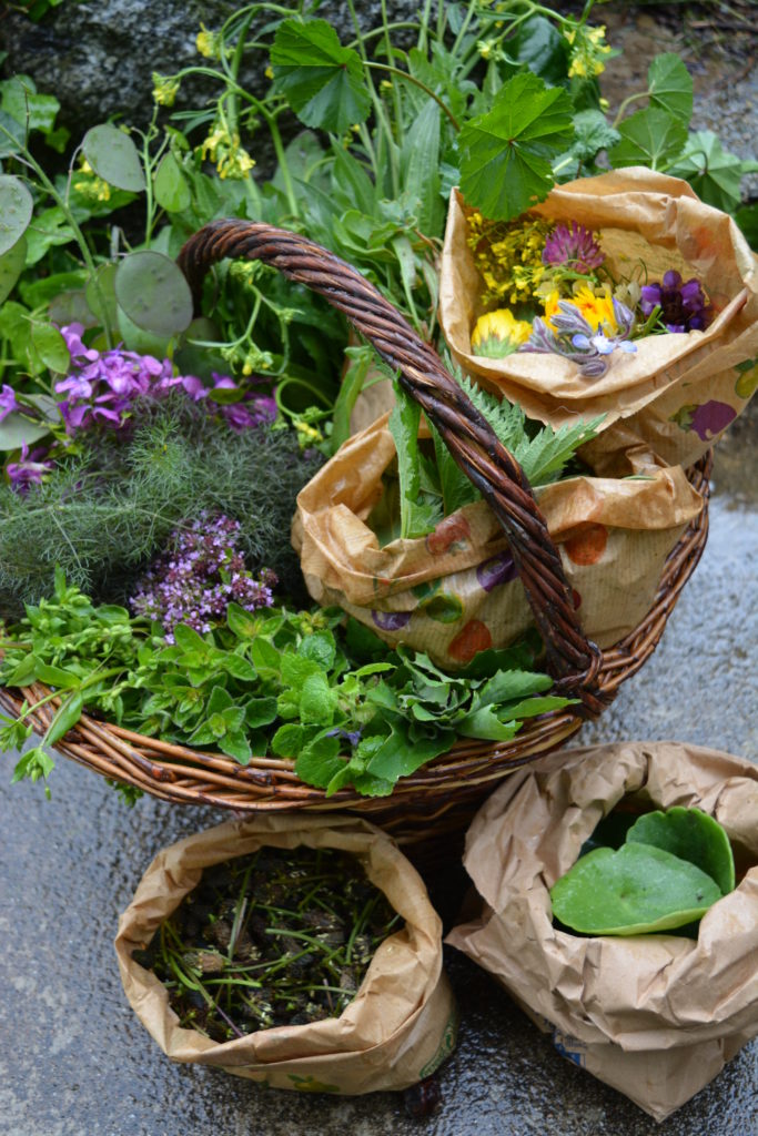 Un panier de retour de de balade botanique