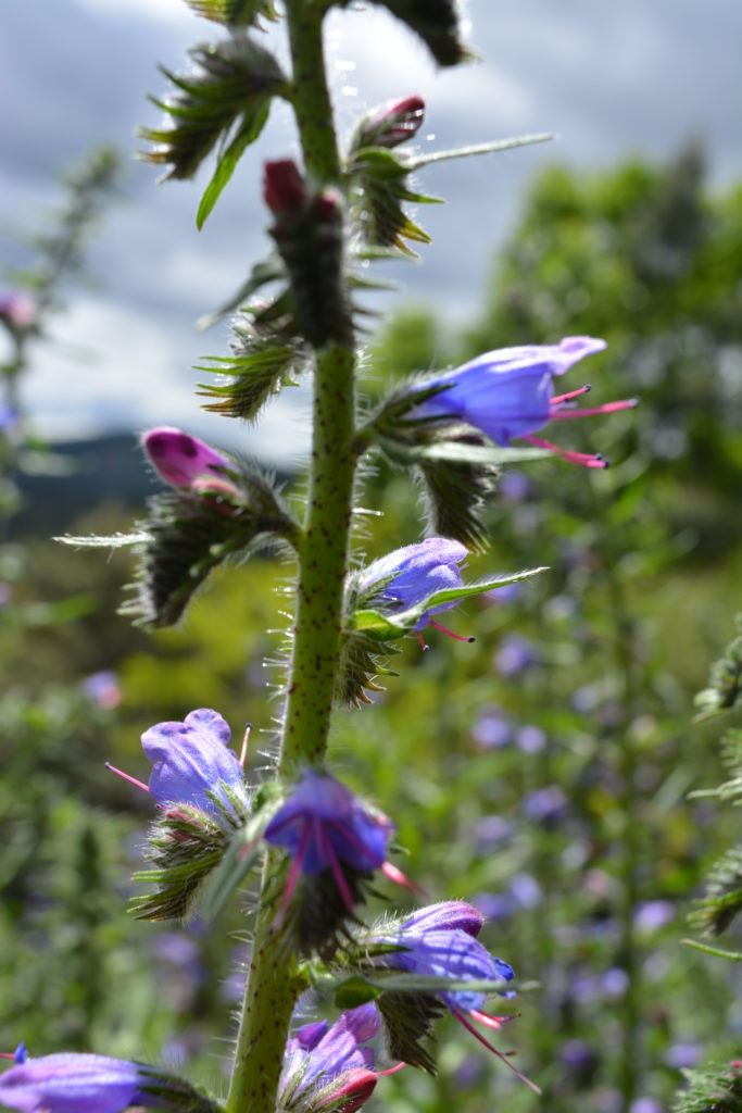 Vipérine, commune le long de nos sentiers de balade botanique